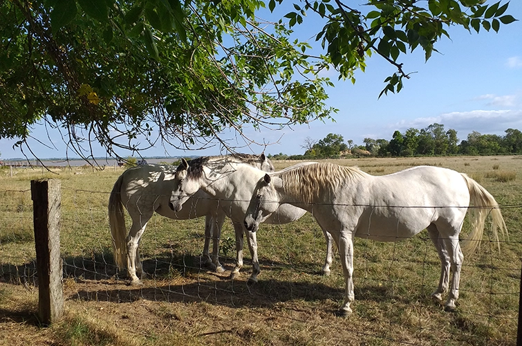 Nature et estuaire de la Gironde